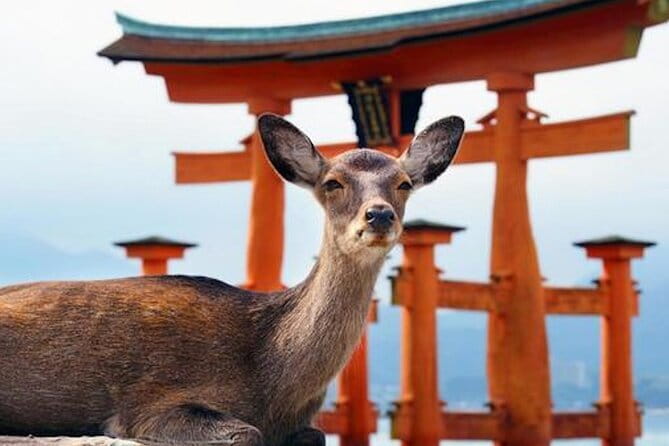 Hiroshima and Miyajima Private Custom Tour with Local Guide - Key things I’d watch for before you book