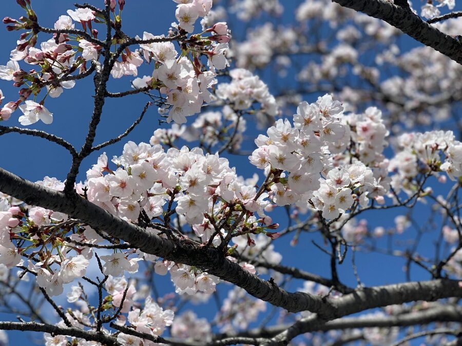 Hiroshima History Tour : A-Bomb Dome, Peace Memorial & City - Who this tour suits best, and who should rethink it