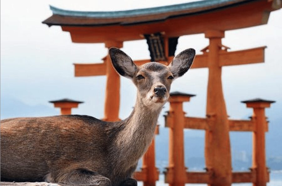 Hiroshima/Miyajima Private Custom Tour with Local Guide - Key highlights that make this day work