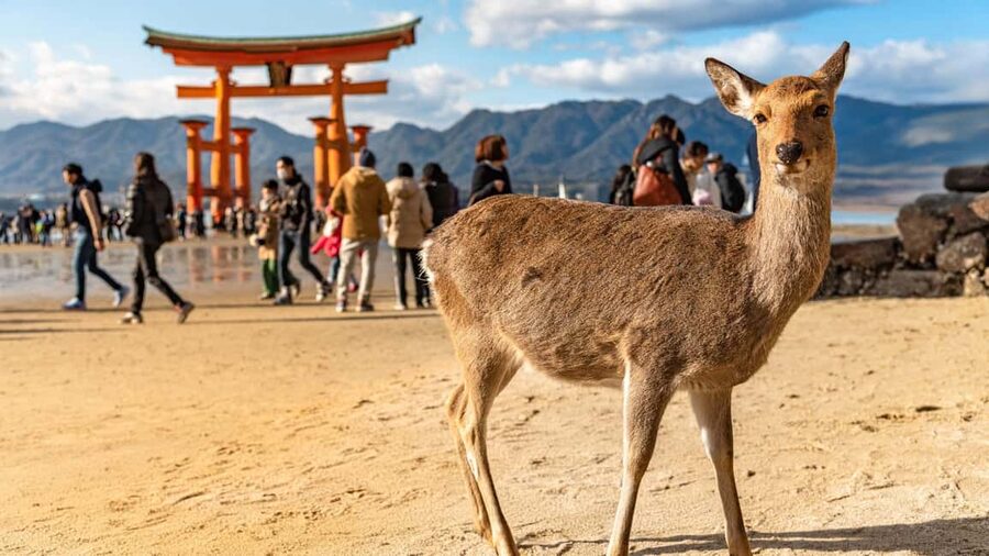 Hiroshima to Miyajima: Private Custom Tour with Ferry Ride - Key things you will notice right away