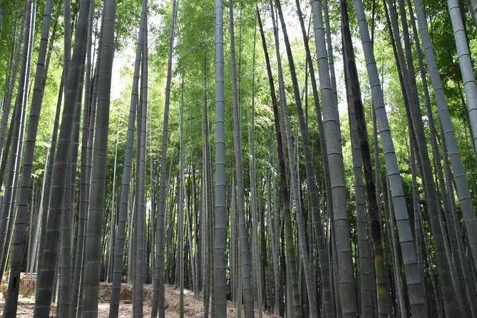 Inside of Fushimi Inari - exploring and lunch with locals - Entering Fushimi Inari Taisha Like You Understand the Place