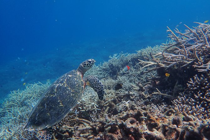 Iriomote Island 1-Day Snorkeling & Mangrove SUP or Canoe - How The Day Flows From 9:00 AM to Back at Uehara