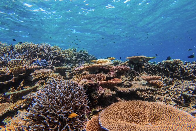 Iriomote Island 1-Day Snorkeling & Mangrove SUP or Canoe - The Midday Reset: Break Time That Actually Helps