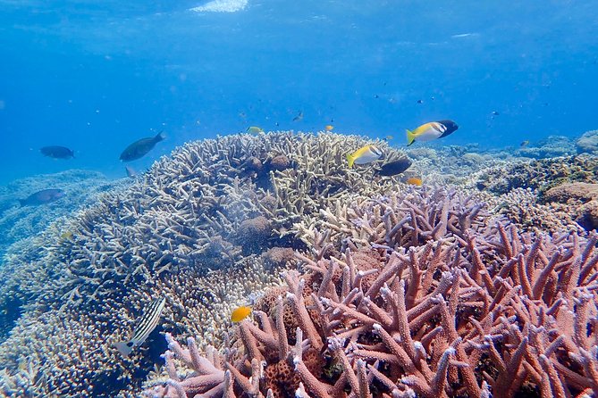 Iriomote Island 1-Day Snorkeling & Mangrove SUP or Canoe - Wetsuit Timing and Showers So You Do Not Leave Damp