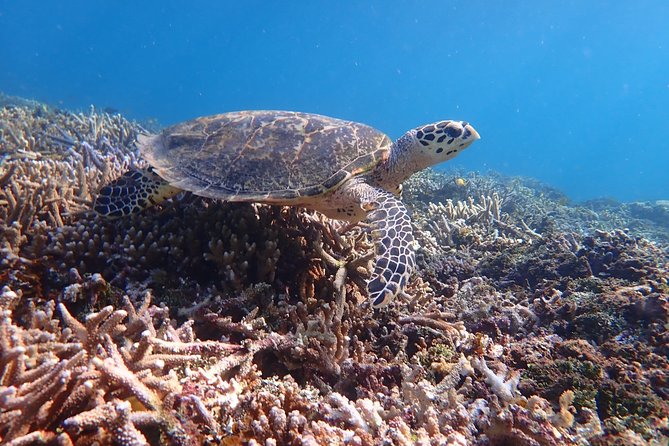 Iriomote Island 1-Day Snorkeling & Mangrove SUP or Canoe - Logistics That Keep This From Feeling Like a Headache