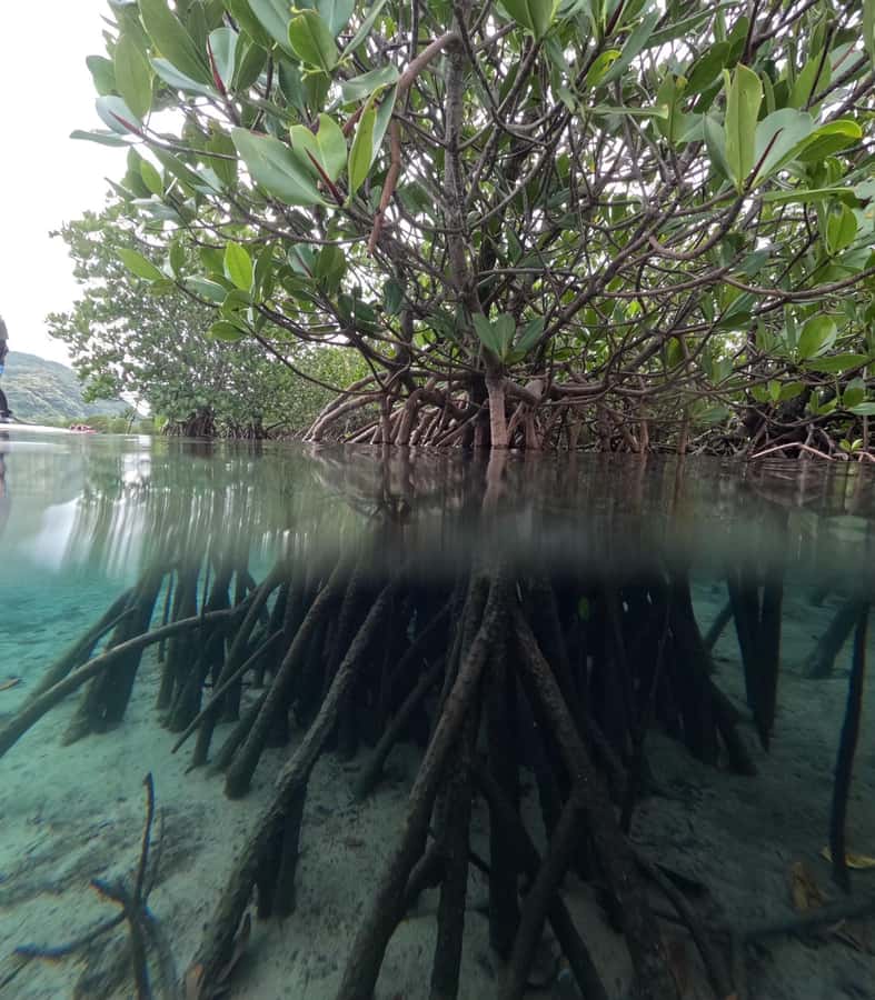 Iriomote island: Mangrove River SUP or Canoe Cruising Tour - Guide approach, including what Shogo and Kono are known for