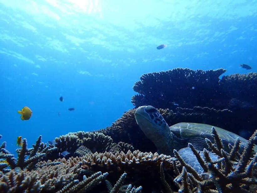 Ishigaki Island: Blue Cave Exploration & Snorkeling Tour - Price and value: is $47 for 2 hours actually fair?