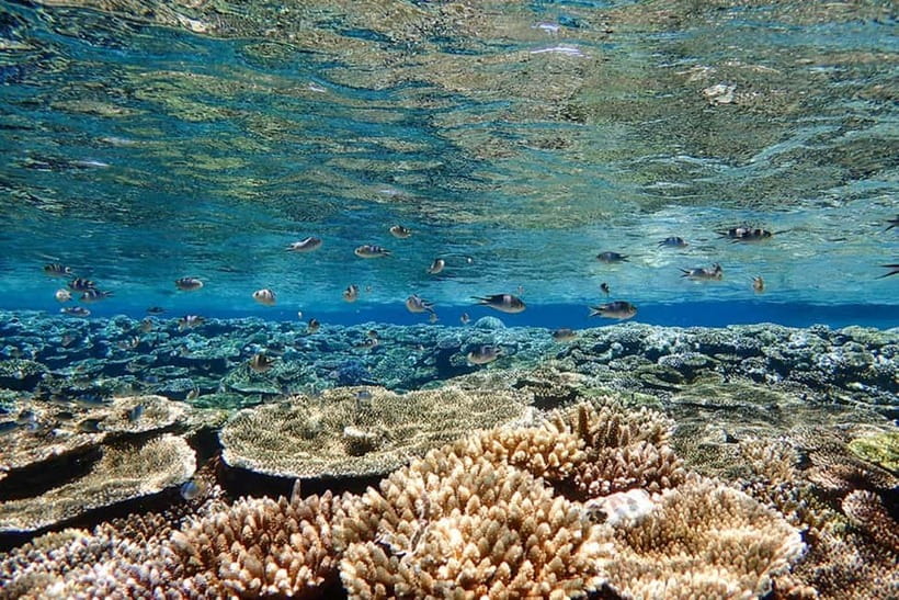 Ishigaki Island: Blue Cave Exploration & Snorkeling Tour - Who should book this, and who should pass