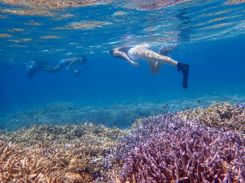 Ishigaki Island: Boat Snorkeling Tour at Phantom Island - Key things that make this tour worth your time