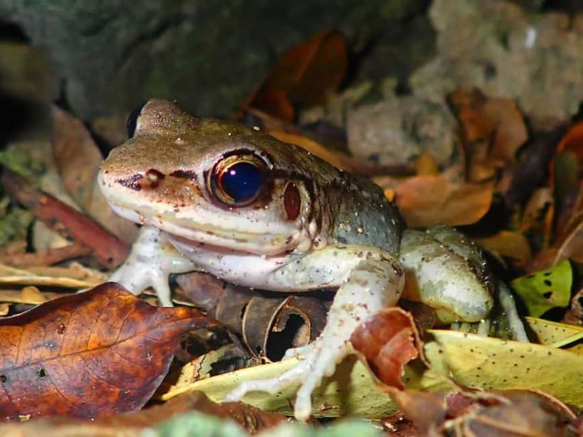 Ishigaki: Jungle Walk and Stargazing Night Tour - Key Highlights Worth Booking For