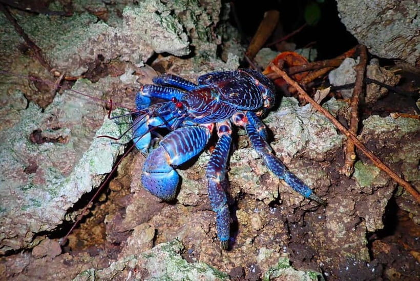 Ishigaki: Jungle Walk and Stargazing Night Tour - What the 2-Hour Flow Feels Like, Step by Step