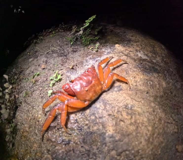 Ishigaki: Jungle Walk and Stargazing Night Tour - Stargazing on Ishigaki: What to Expect When Clouds Roll In