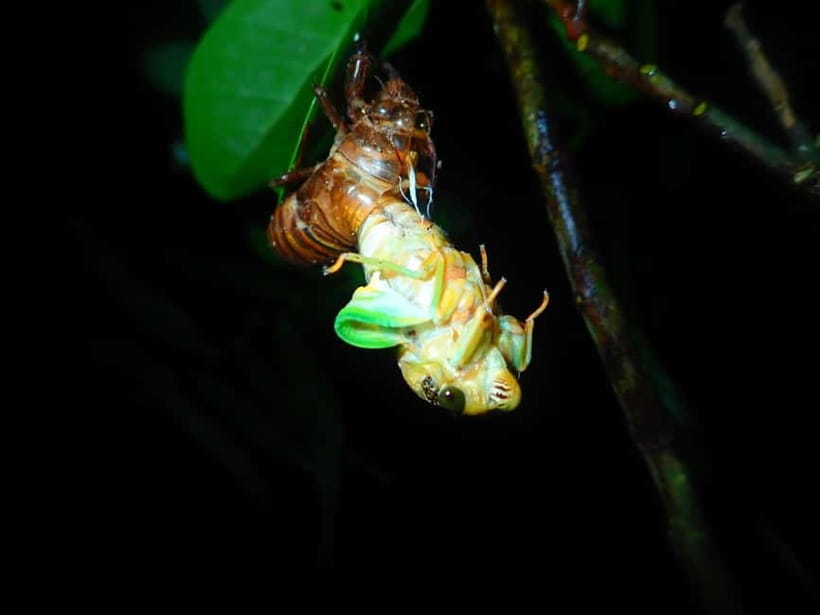 Ishigaki: Jungle Walk and Stargazing Night Tour - What to Wear, Bring, and Prep Before You Meet