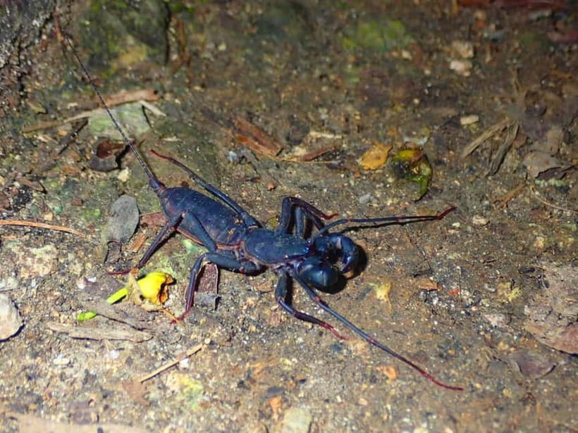Ishigaki: Jungle Walk and Stargazing Night Tour - Price and Value: Is $31 Worth a Night Out?