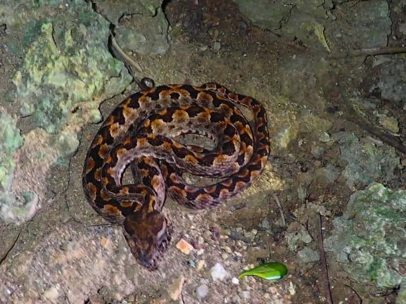Ishigaki: Jungle Walk and Stargazing Night Tour - Meeting at the Port and Heading West Into the Dark