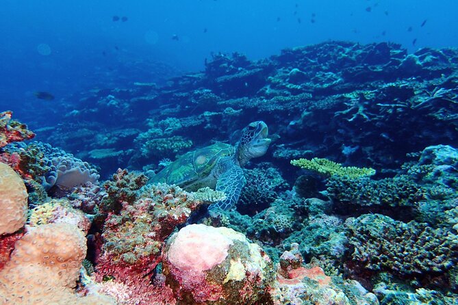 [Ishigaki]Mangrove SUP/Canoe + Blue Cave Snorkeling - Guides like Taka (Takahiro) and how the group is managed
