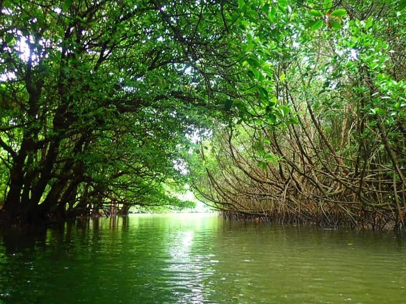 Ishigaki: Mangrove SUP or Canoe & Phantom Island Snorkeling - Speedboat hop, Hamahiga Island stop, and why the timing matters