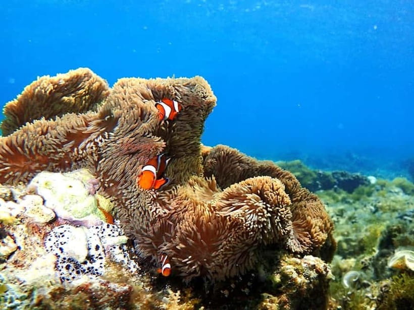 Ishigaki: Mangrove SUP or Canoe & Phantom Island Snorkeling - Who should book, and who should skip this kind of day