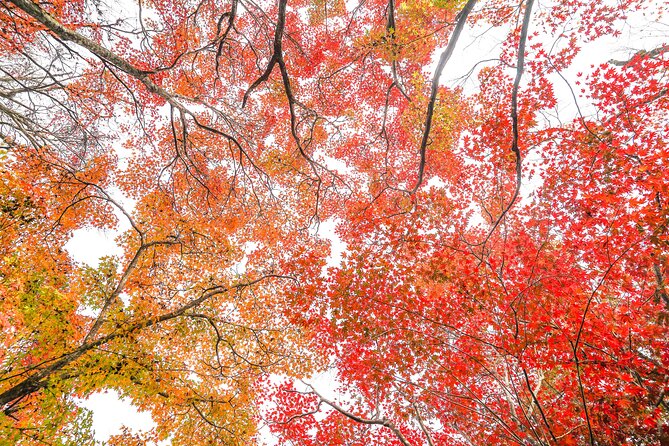 Kyoto Arashiyama Bamboo forest & Garden Half-Day Walking Tour - Tenryu-ji Temple: Zen gardens and Zen paintings with real commentary