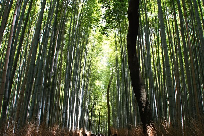 Kyoto: Arashiyama Bamboo Forest, Monkeys, Matcha & Temple Tour - Monkey Park Iwatayama: wild macaques and the uphill reality