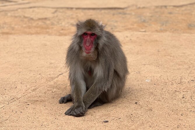 Kyoto: Arashiyama Bamboo Forest, Monkeys, Matcha & Temple Tour - Price and value: $53 for a guided Arashiyama hit list