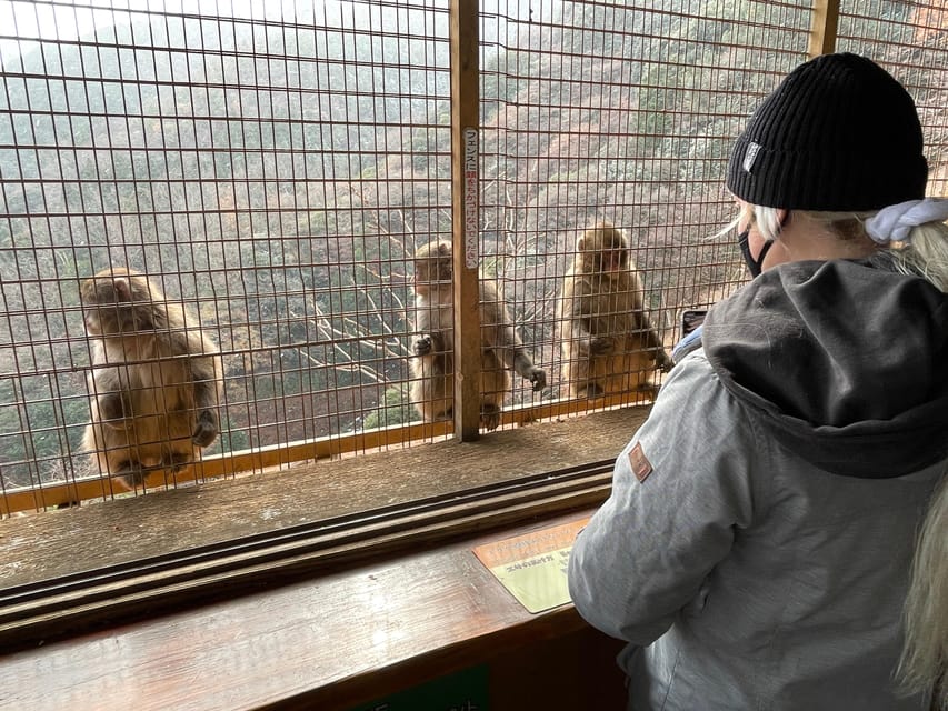 Kyoto: Arashiyama Guided Tour, Bamboo, Monkey, Zen Temple - Key highlights worth your attention