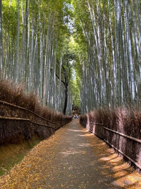 Kyoto: Arashiyama Guided Tour, Bamboo, Monkey, Zen Temple - Price and value: is $74 for Arashiyama a good deal?