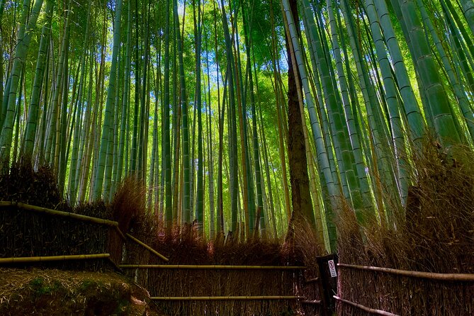 Kyoto Early Bird English Tour: Fushimi-Inari and Arashiyama - Bamboo Forest Street in Arashiyama: tall stalks, calmer pacing