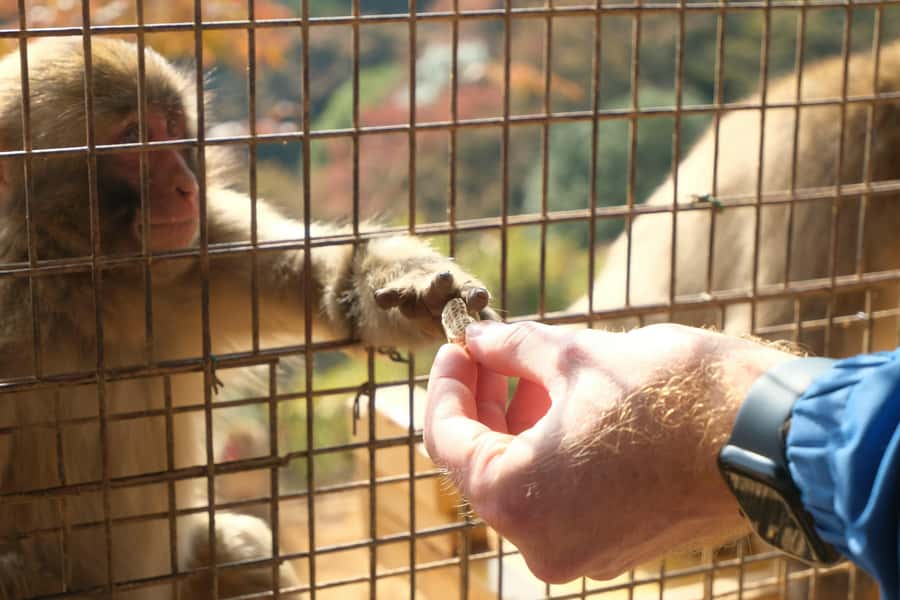 Kyoto: Fushimi, Arashiyama - Bamboo, Monkey, Torii & Secrets - What you should bring (and what can derail your comfort)