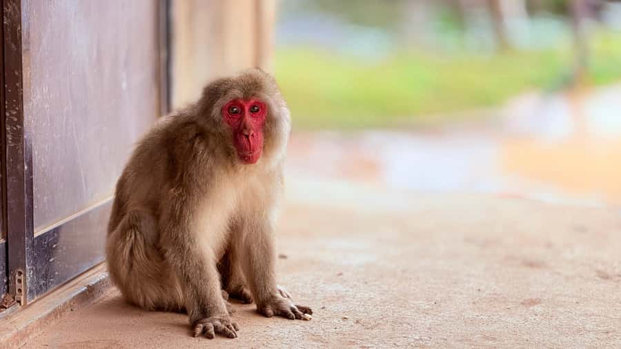 Kyoto: Fushimi, Arashiyama - Bamboo, Monkey, Torii & Secrets - Where this Kyoto route makes sense (and why it feels special)