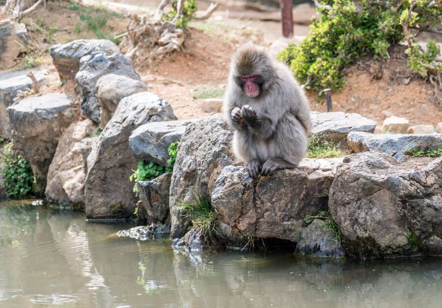 Kyoto: Fushimi, Arashiyama - Bamboo, Monkey, Torii & Secrets - Arashiyama bamboo forest: iconic sights with a calmer path