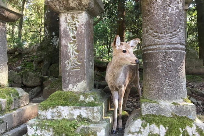 Kyoto & Nara Private customized tour with English speaking Guide - The UNESCO temple run: Tenryu-ji, Golden Pavilion, and why timing matters