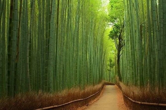 Kyoto & Nara Private customized tour with English speaking Guide - Nara Park deer and Todai-ji: the emotional core of the day