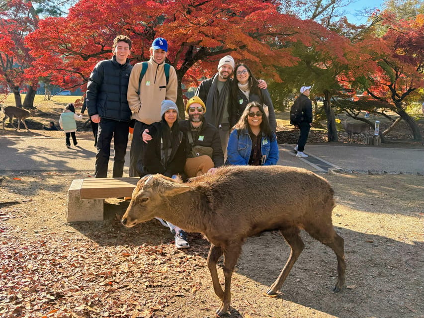 Kyoto: Nara & Traditional Matcha Experience Bus Tour - Getting around comfortably, plus how the guide keeps the day from falling apart