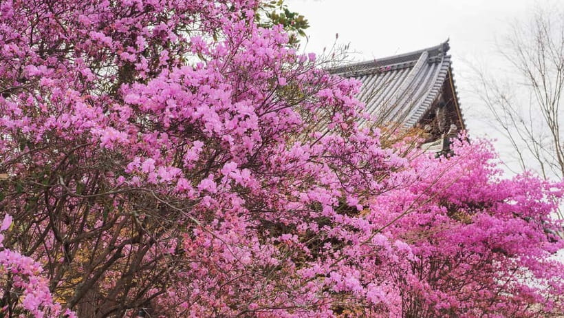 Kyoto: Ninnaji Temple Entry Ticket - Kannon-do and guided explanations you should not skip