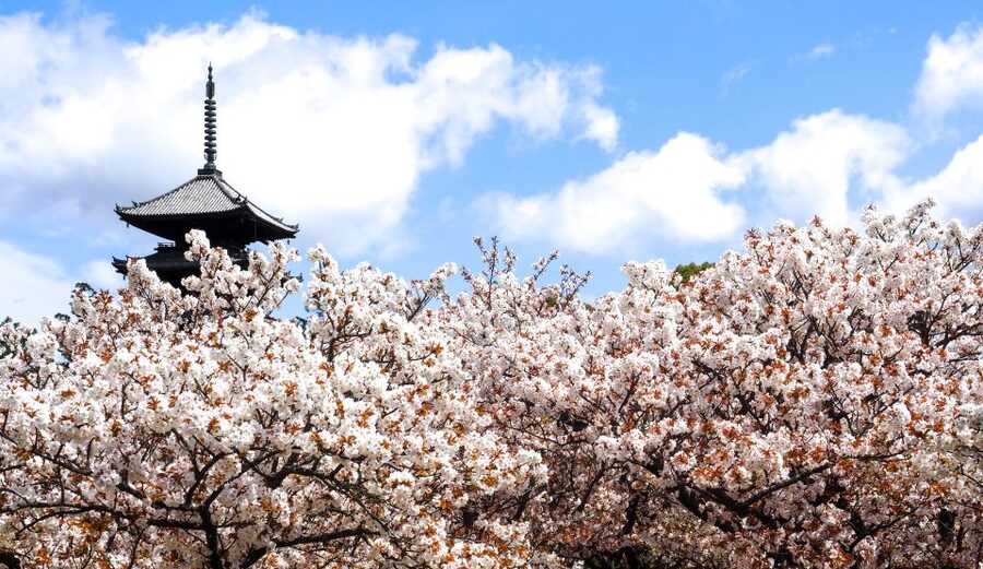 Kyoto: Ninnaji Temple Entry Ticket - Price and what is actually included for about $5