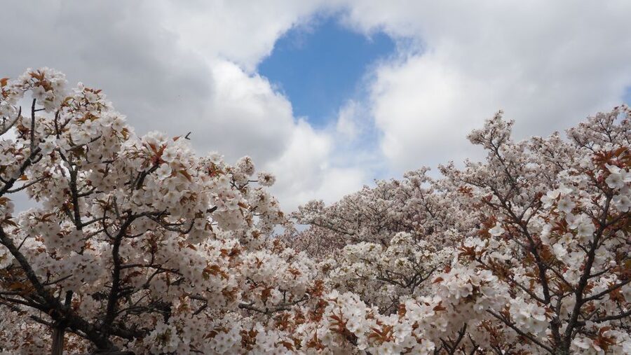 Kyoto: Ninnaji Temple Entry Ticket - Cherry blossom season admission fee: the one logistics detail that changes your plan