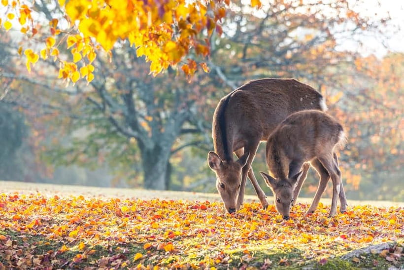 Kyoto/Osaka: Kinkakuji, Bamboo Forest, and Nara Deer Park - Why this Kyoto and Nara loop makes sense