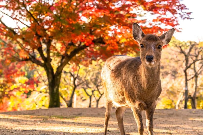 Kyoto/Osaka: Kinkakuji, Bamboo Forest, and Nara Deer Park - Coach comfort, Wi-Fi, and the real value of having tickets handled