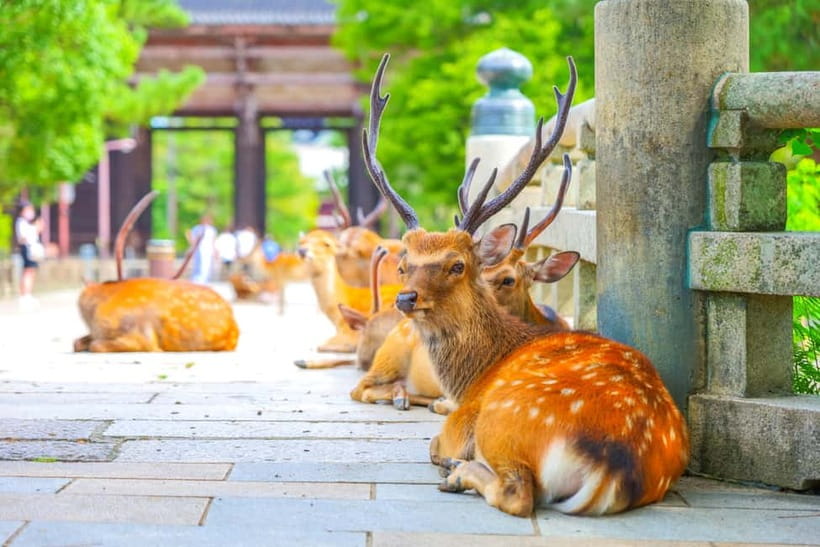 Kyoto/Osaka: Kinkakuji, Bamboo Forest, and Nara Deer Park - Meeting points and how the day starts (Kyoto Station vs Osaka Namba)