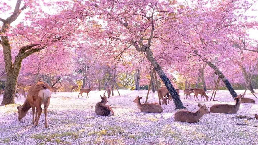 Kyoto/Osaka: Kyoto and Nara Customized Private Guided Tour - Key things I think you’ll appreciate