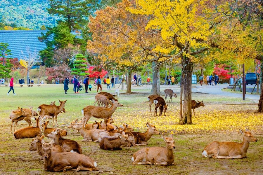Kyoto/Osaka: Kyoto and Nara Customized Private Guided Tour - Arashiyama Bamboo Forest and Kinkaku-ji, the classic opening