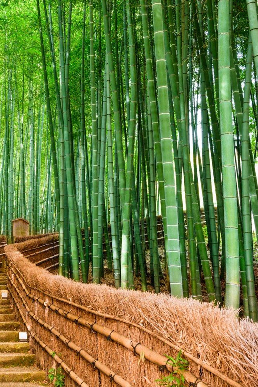 Kyoto/Osaka: Kyoto and Nara Customized Private Guided Tour - The van ride that actually helps: smooth transfers