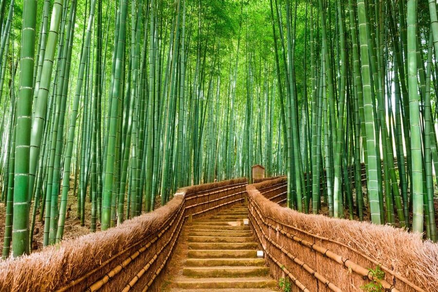Kyoto/Osaka: Kyoto and Nara Customized Private Guided Tour - Price and value for a group up to 6