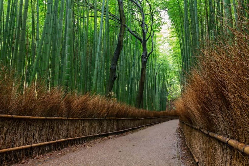 Kyoto/Osaka: Nara, Fushimi Inari Taisha, Arashiyama Bus Tour - Fushimi Inari Taisha Torii Path: Prosperity Wishes and Photo-Friendly Walking