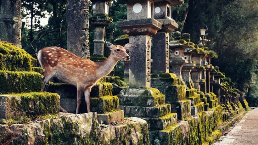 Kyoto/Osaka: Nara, Fushimi Inari Taisha, Arashiyama Bus Tour - Group Size, Pace, and Why the Bus Ride Actually Helps