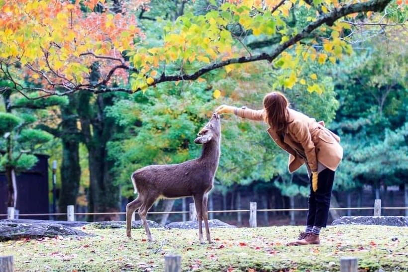 Kyoto/Osaka: Nara, Fushimi Inari Taisha, Arashiyama Bus Tour - Price and Value: Why This Can Feel Like a Smart Use of One Day