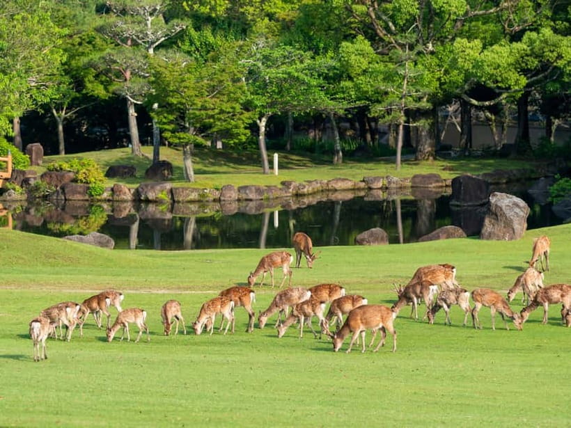 Kyoto/Osaka: Nara, Fushimi Inari Taisha, Arashiyama Bus Tour - Who This Tour Fits Best (and Who Might Prefer Another Plan)