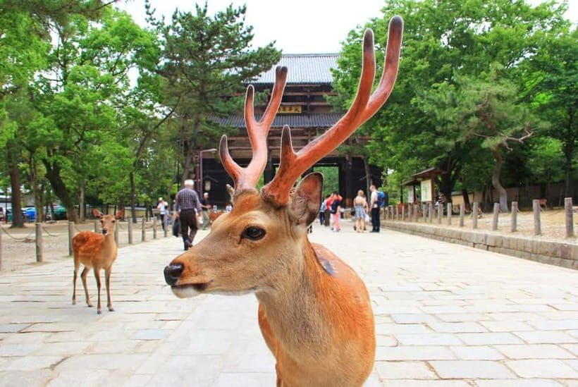Kyoto: Private Customizable Day Tour with Guide and Vehicle - Tickets, entry lines, and what is not included