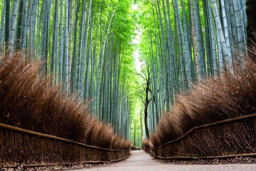 Kyoto: Private Full-Day Tour by Car - Getting the most out of your 10 hours